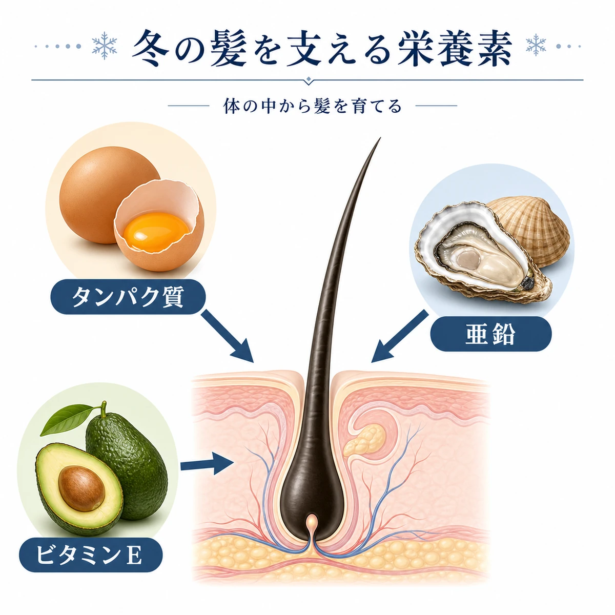 タンパク質や亜鉛やビタミンEなど冬の髪を支える栄養素が毛根に集まるしくみを表した医療イラスト