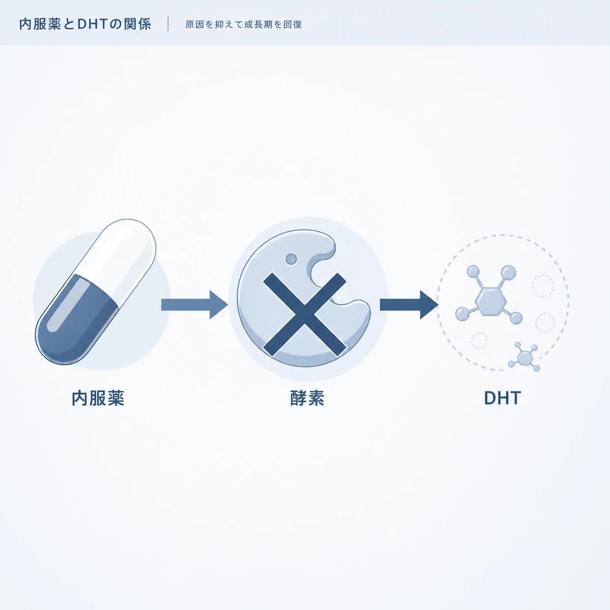 内服薬が酵素を阻害してDHTを減らす仕組みを模式アイコンで表した医療イラスト