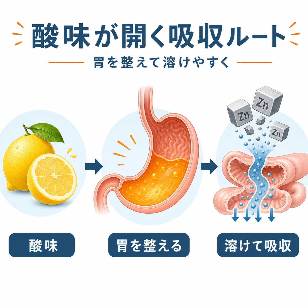 クエン酸が胃内を酸性に保ち亜鉛を溶けやすくして吸収ルートを開く流れを表した医療イラスト