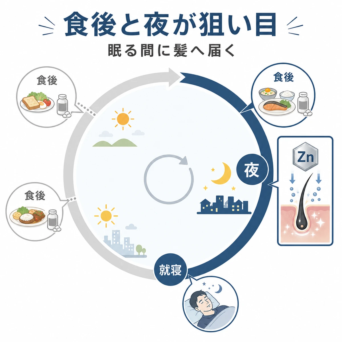 食後と夜の摂取が髪の成長時間帯に合う一日の摂取タイミングを円環で表した医療イラスト