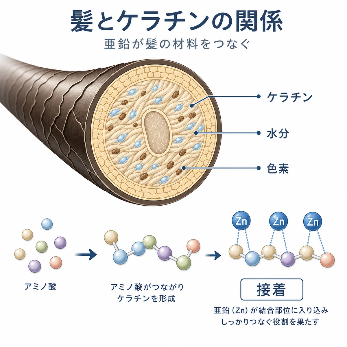 髪の断面とケラチンの構造に亜鉛が関わるしくみを表した医療イラスト