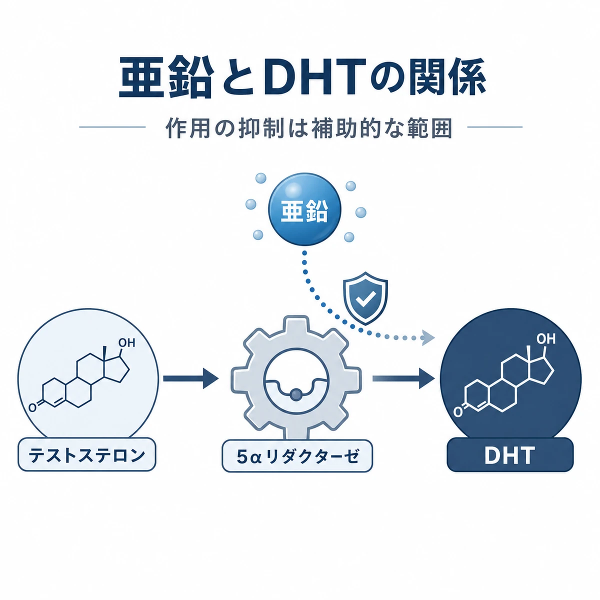 亜鉛が5αリダクターゼの働きを抑えDHTの生成を弱めるしくみを表した医療イラスト
