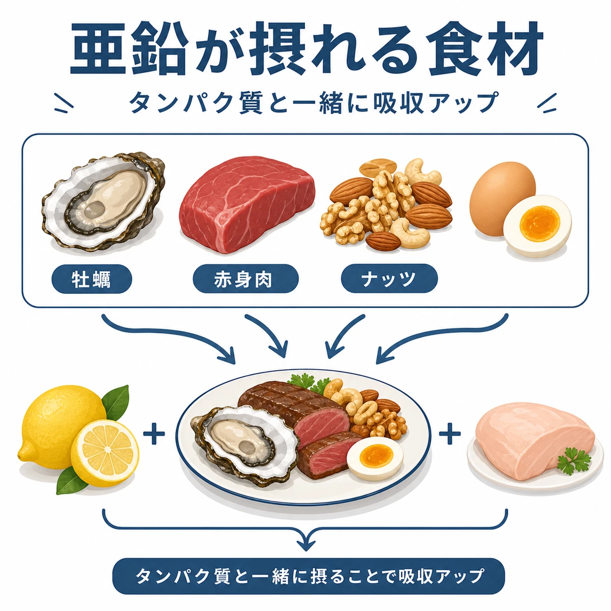 亜鉛を多く含む食材とタンパク質と一緒に摂る吸収のコツを表した医療イラスト
