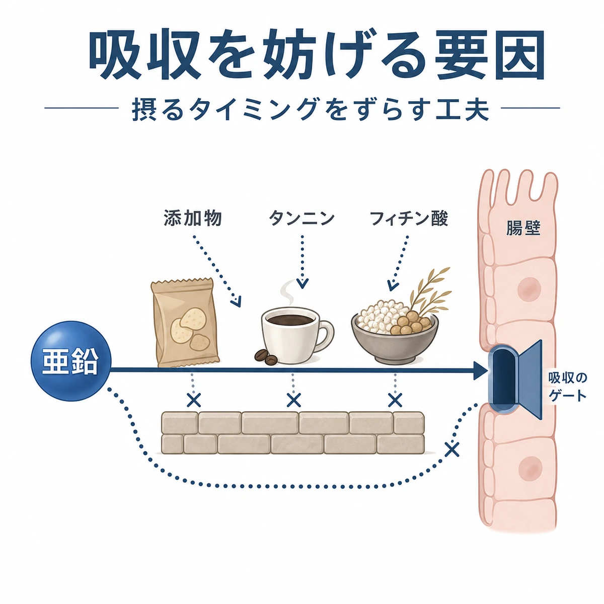 亜鉛の吸収を妨げる添加物やタンニンなどの要因を表した医療イラスト