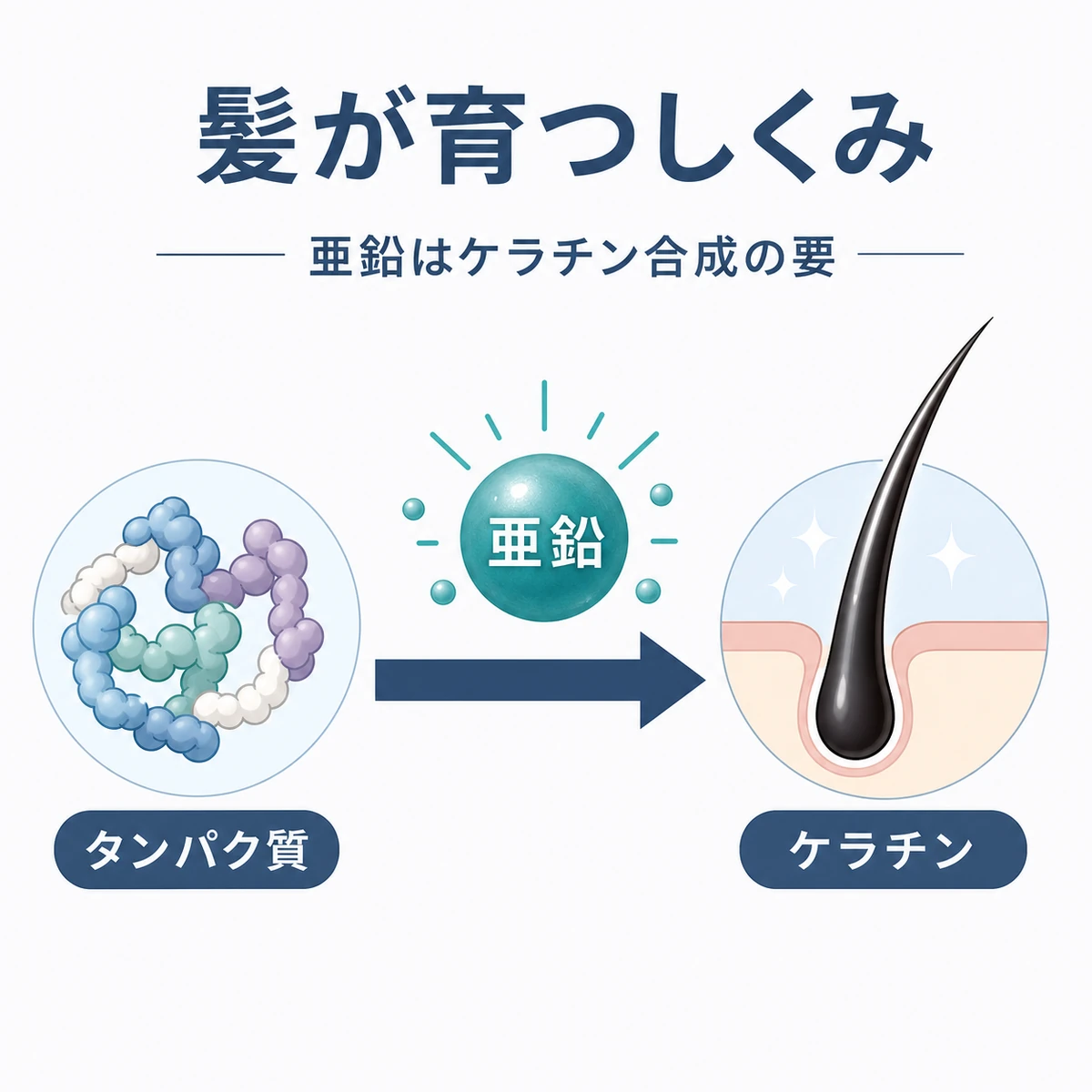 タンパク質から亜鉛の働きでケラチンが合成され髪が育つ流れを表した医療イラスト