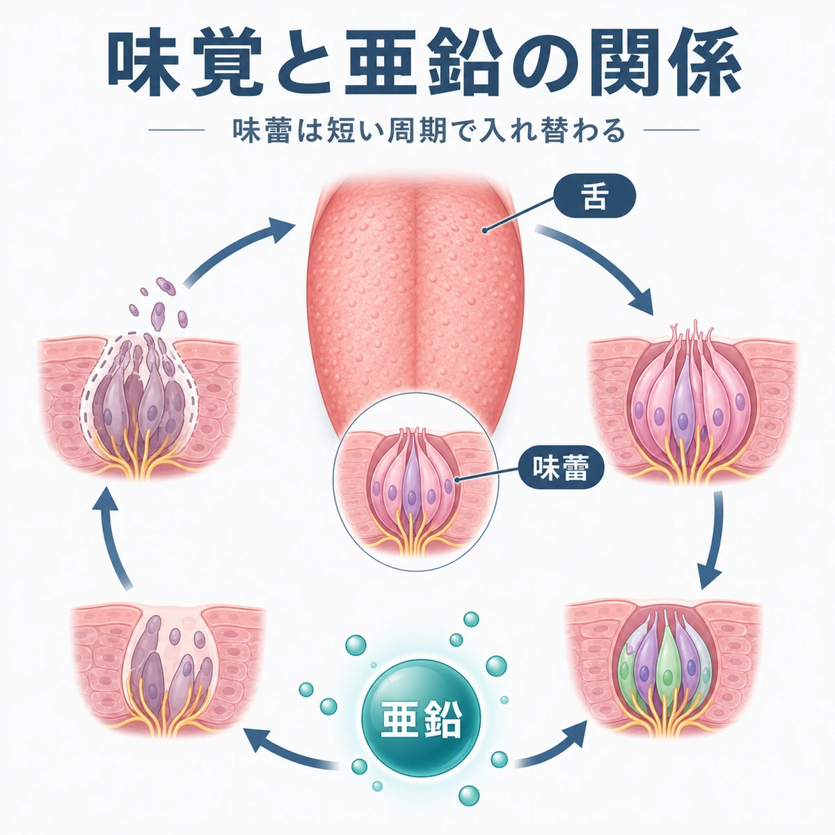 舌の味蕾が周期的に入れ替わる再生に亜鉛が関わる仕組みを表した医療イラスト
