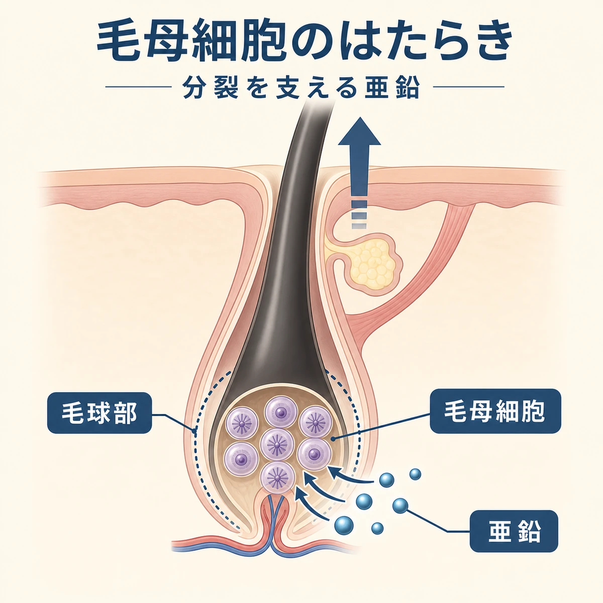 毛根の断面で毛母細胞の分裂を亜鉛が支える仕組みを表した医療イラスト