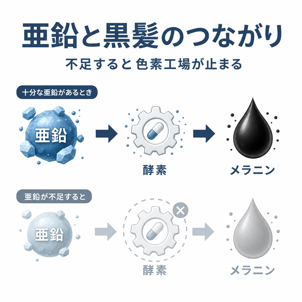 亜鉛が酵素を介してメラニン生成につながる流れを表した医療イラスト