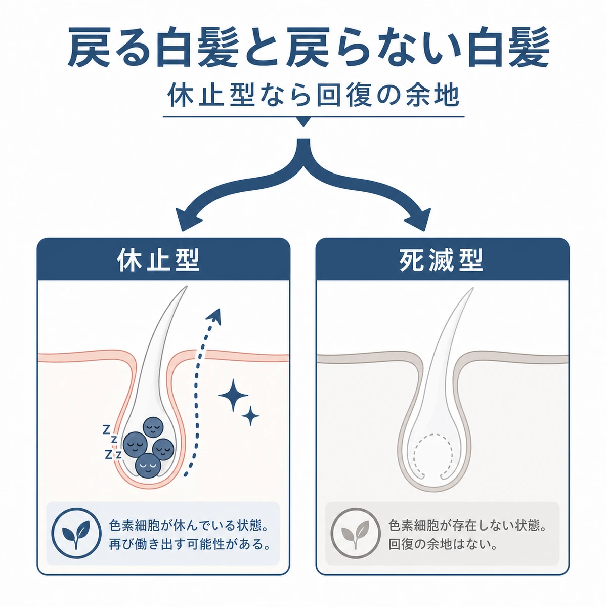 休止型と死滅型で分かれる白髪の回復可能性を対比した医療イラスト