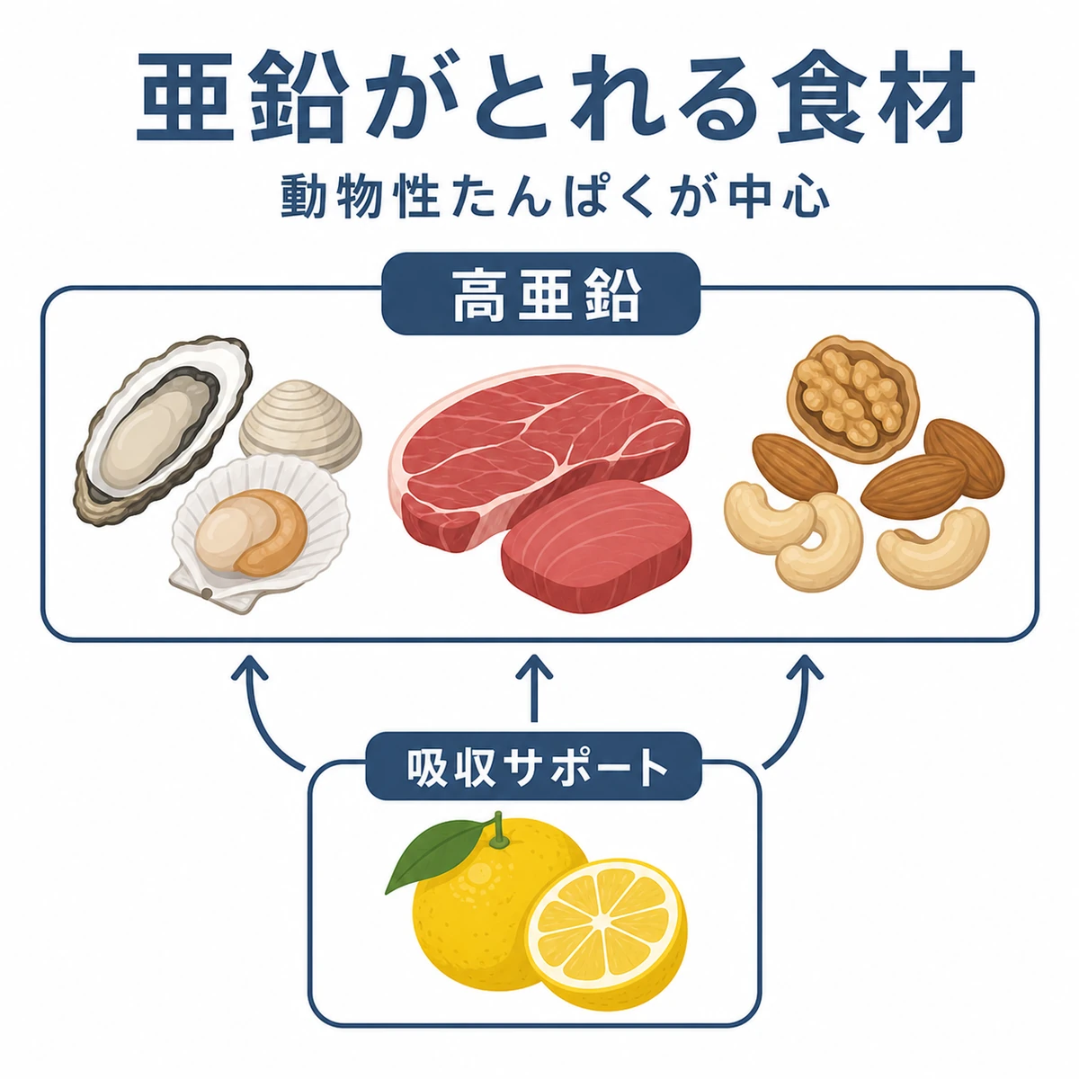 亜鉛が多い食材と吸収を助ける食材をグループで並べた医療イラスト