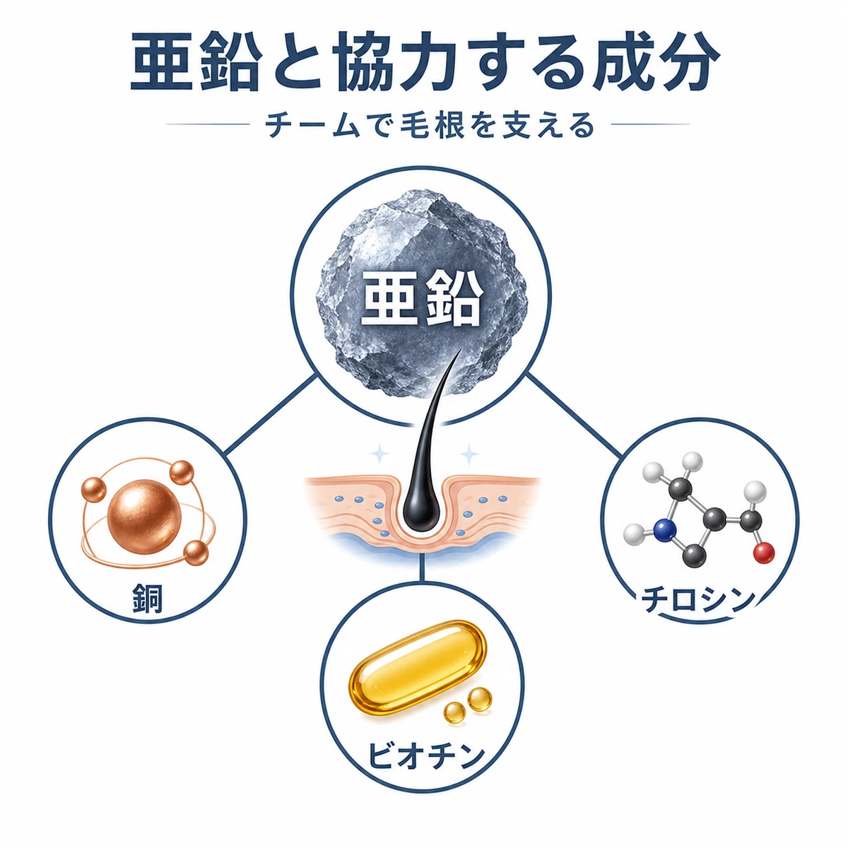 亜鉛を中心に協力する栄養素を放射状に並べた相関図の医療イラスト