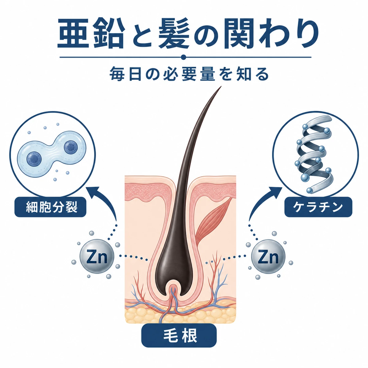 亜鉛が毛根の細胞分裂やケラチン合成に関わる仕組みを表した医療イラスト