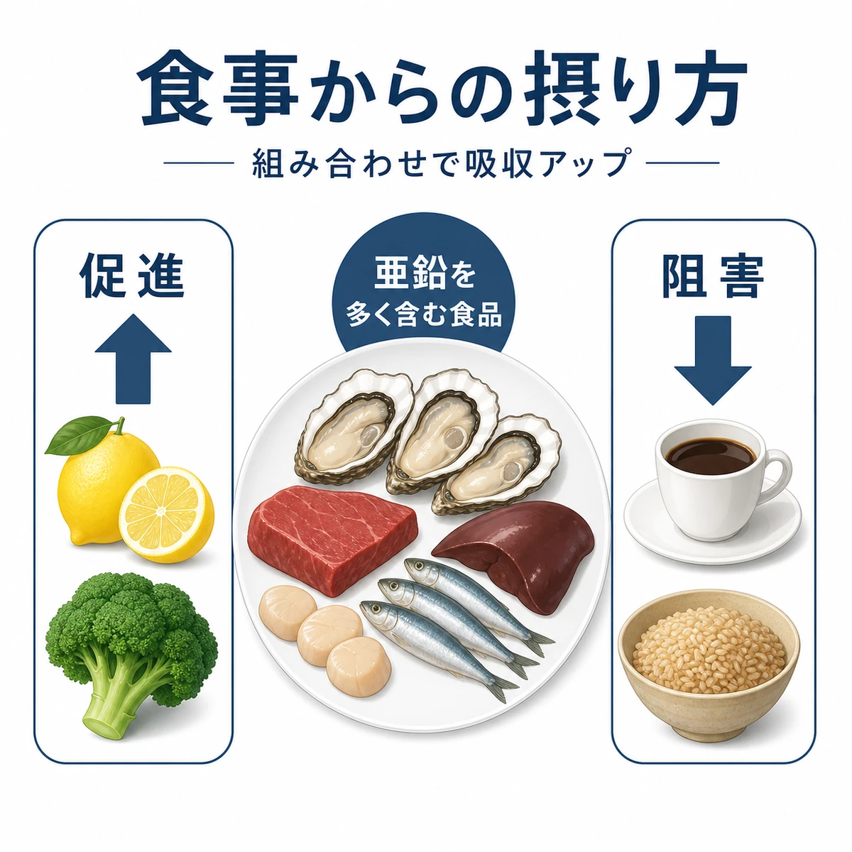 亜鉛の吸収を助ける食材と妨げる食材を左右で対比した食事の医療イラスト