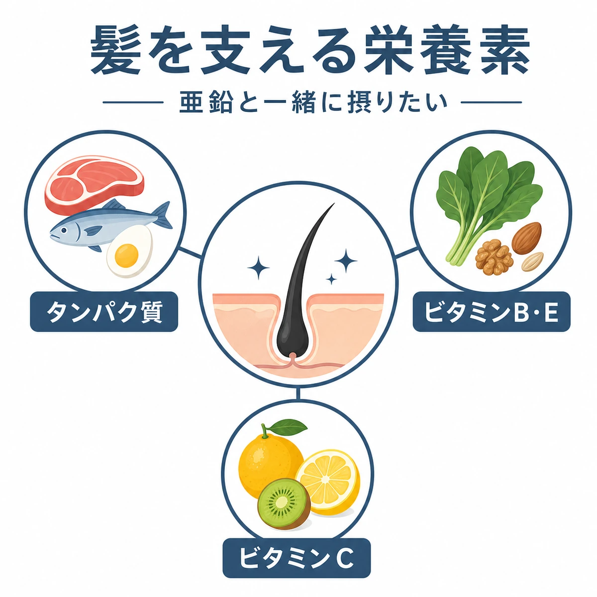 髪を中心にタンパク質やビタミンなど薄毛対策の栄養素を放射状に表した医療イラスト