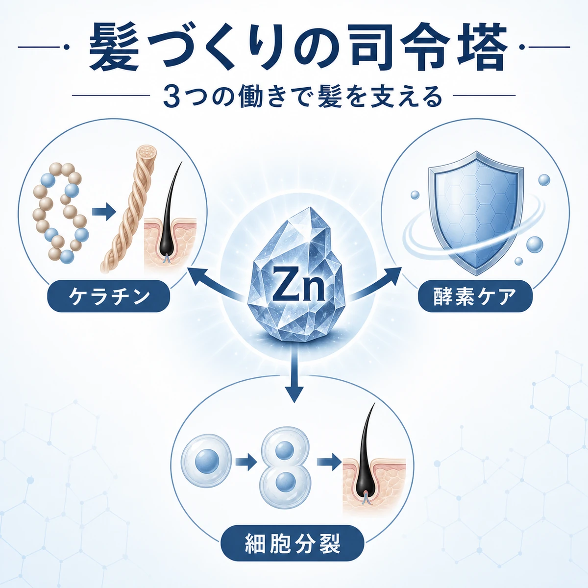 亜鉛が髪づくりで担う3つの働きを放射状に示した医療イラスト