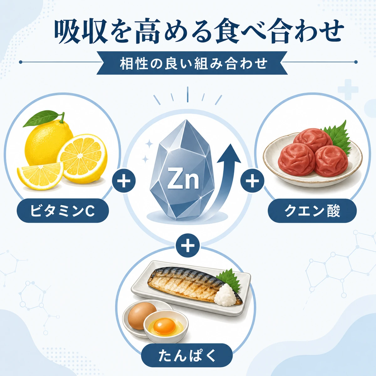 亜鉛の吸収を高める食べ合わせのパートナー食材を示した医療イラスト
