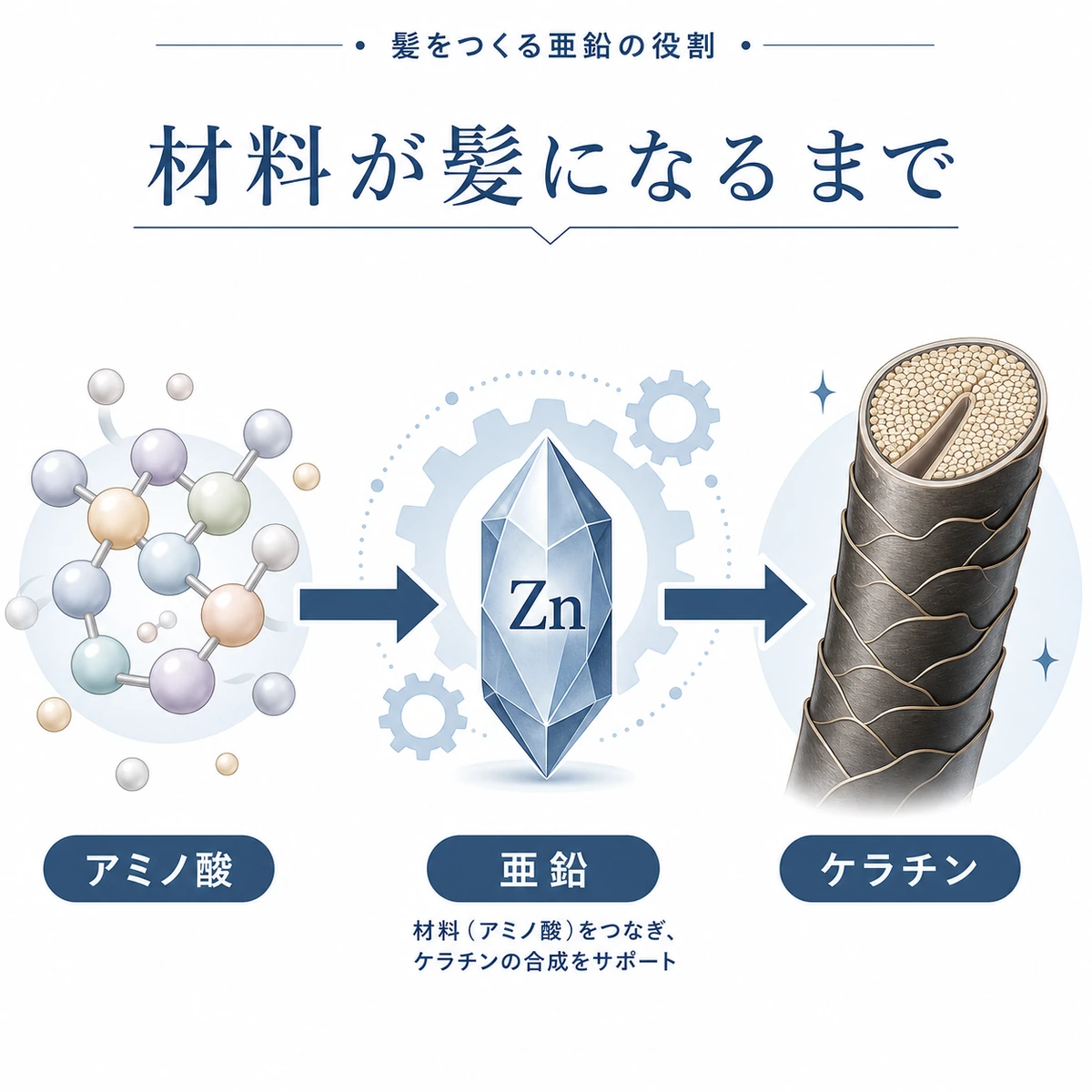アミノ酸から亜鉛の働きを経てケラチンの髪ができるまでの流れを表した医療イラスト