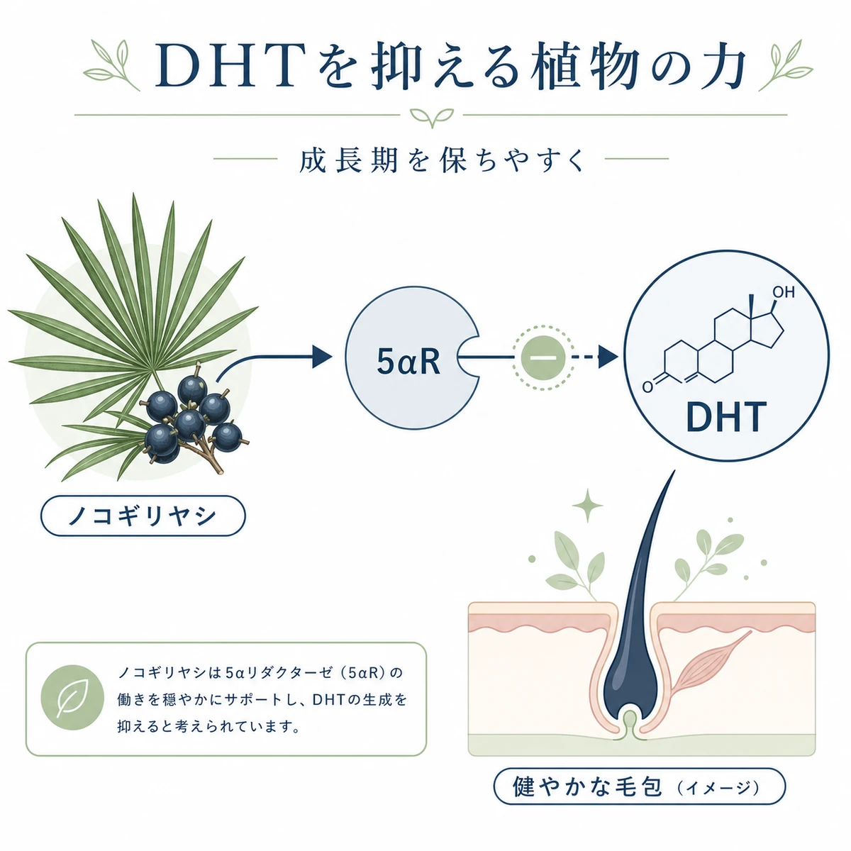 ノコギリヤシが酵素の働きをせき止めてDHTの生成を抑える仕組みを表した医療イラスト