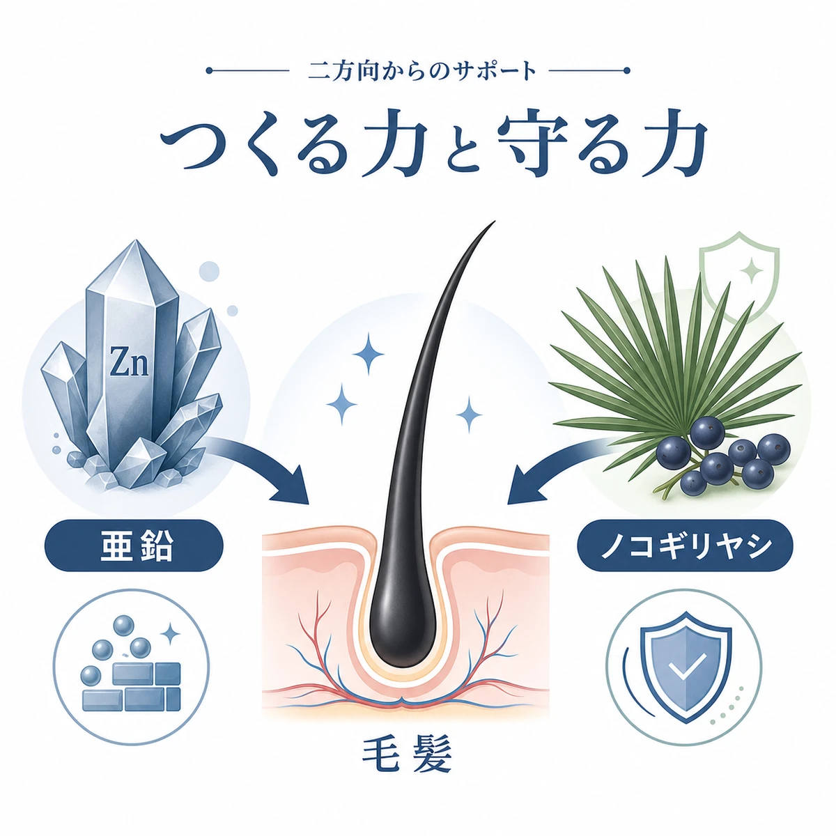 亜鉛とノコギリヤシが二方向から髪を支える併用の仕組みを表した医療イラスト