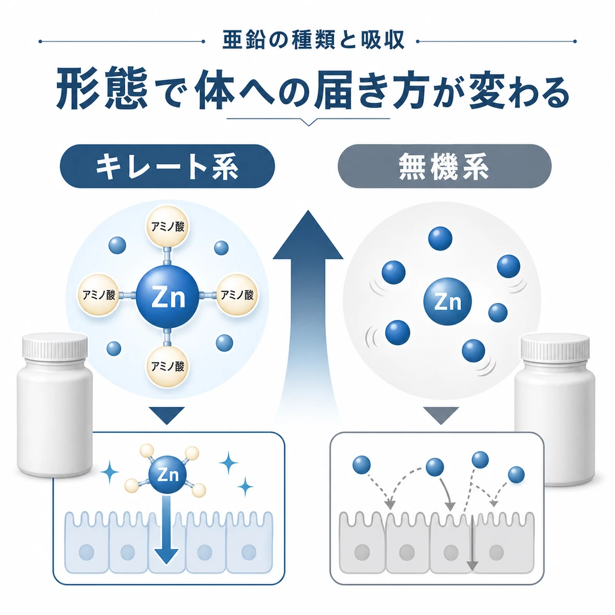 キレート系と無機系の亜鉛サプリを中立の容器で対比した医療イラスト