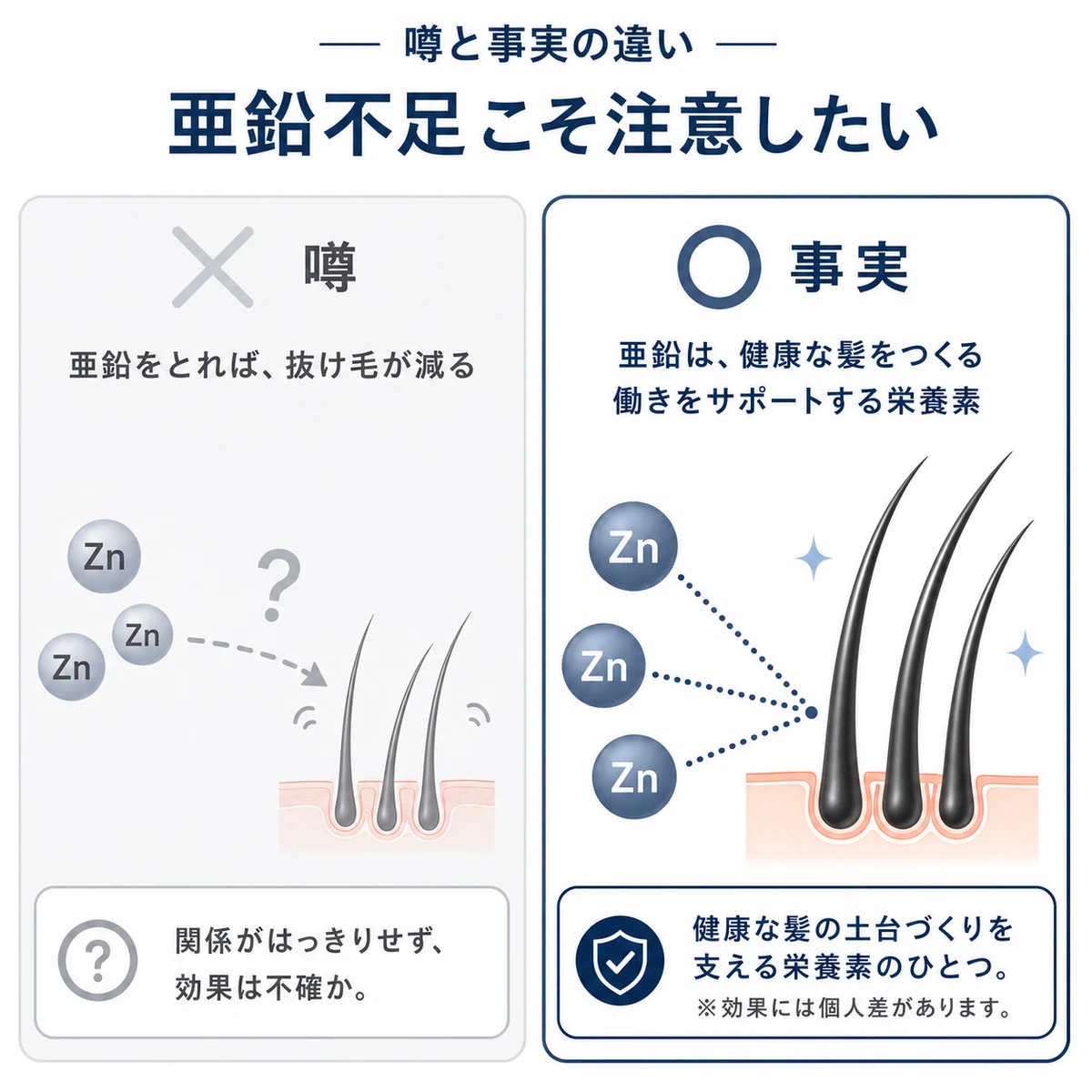 亜鉛と薄毛の関係について噂と科学的事実を左右で対比した医療イラスト