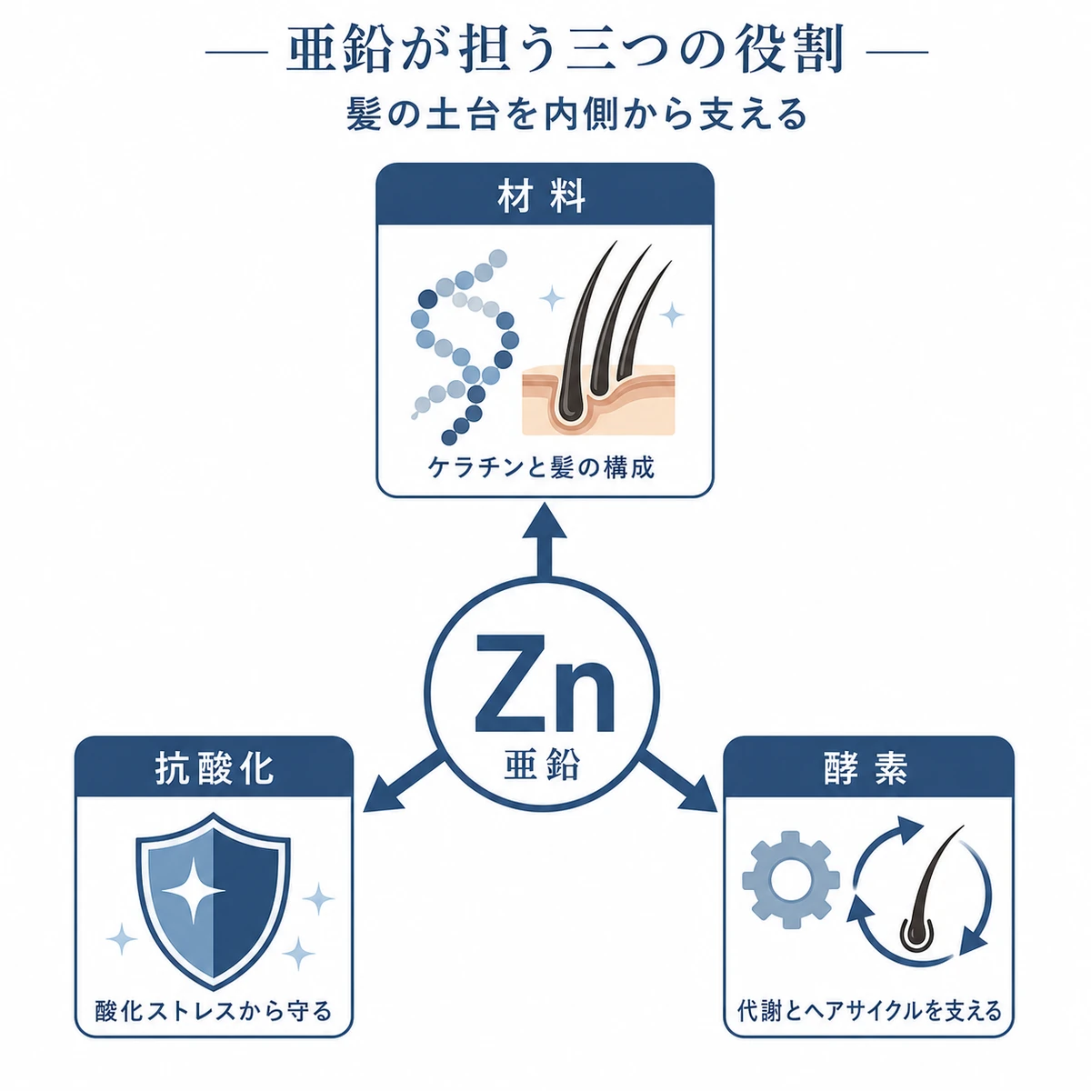 亜鉛が育毛で果たす材料・酵素・抗酸化の三つの役割を放射状に表した医療イラスト