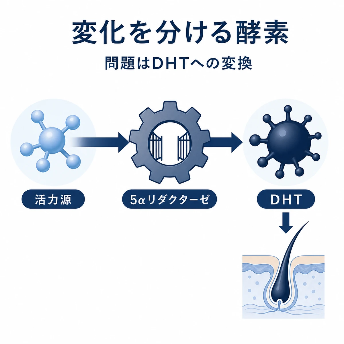 テストステロンが酵素を介してDHTへ変化する流れを左から右に表した医療イラスト