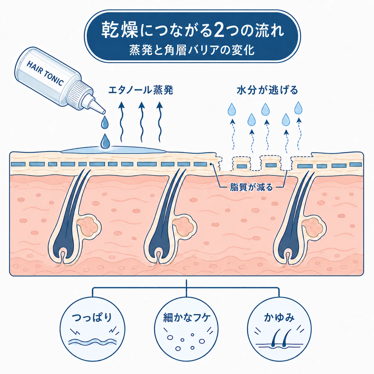 エタノールの蒸発と角層脂質の隙間から水分が逃げて頭皮の乾燥につながる仕組みの図解