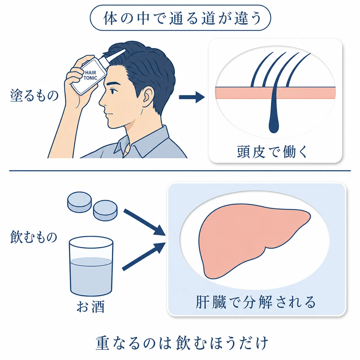 外用の育毛剤が頭皮へ、内服のAGA治療薬が肝臓へ向かう二つの経路の比較図