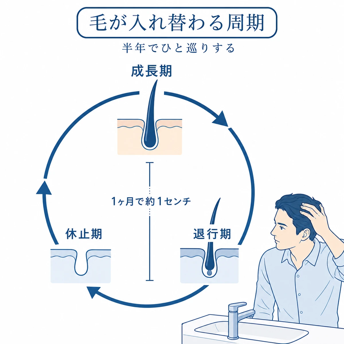 頭髪が成長期と退行期と休止期を巡る周期と1ヶ月に約1センチという伸びる速さを表した図解