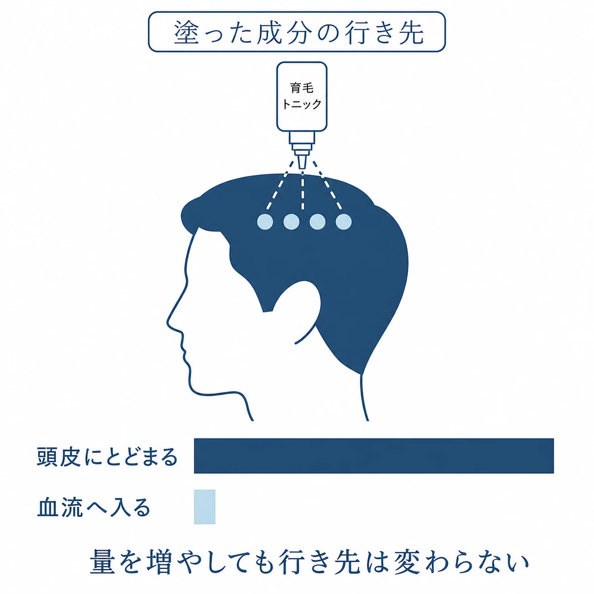 頭皮に塗った育毛剤の成分は大半が頭皮にとどまり血流へ入る量はごくわずかであることを帯の長さで比べた図解