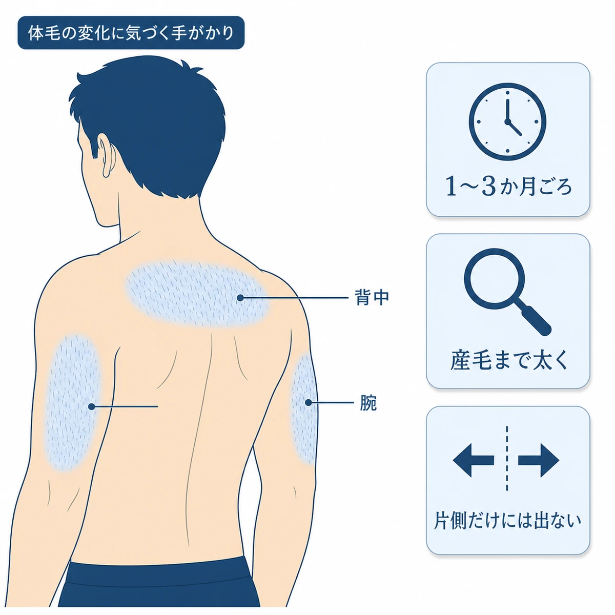 育毛剤の副作用で腕や背中の産毛が太くなる範囲と使い始めて1〜3か月ごろという時期や左右差から見分ける手がかりを表した図解