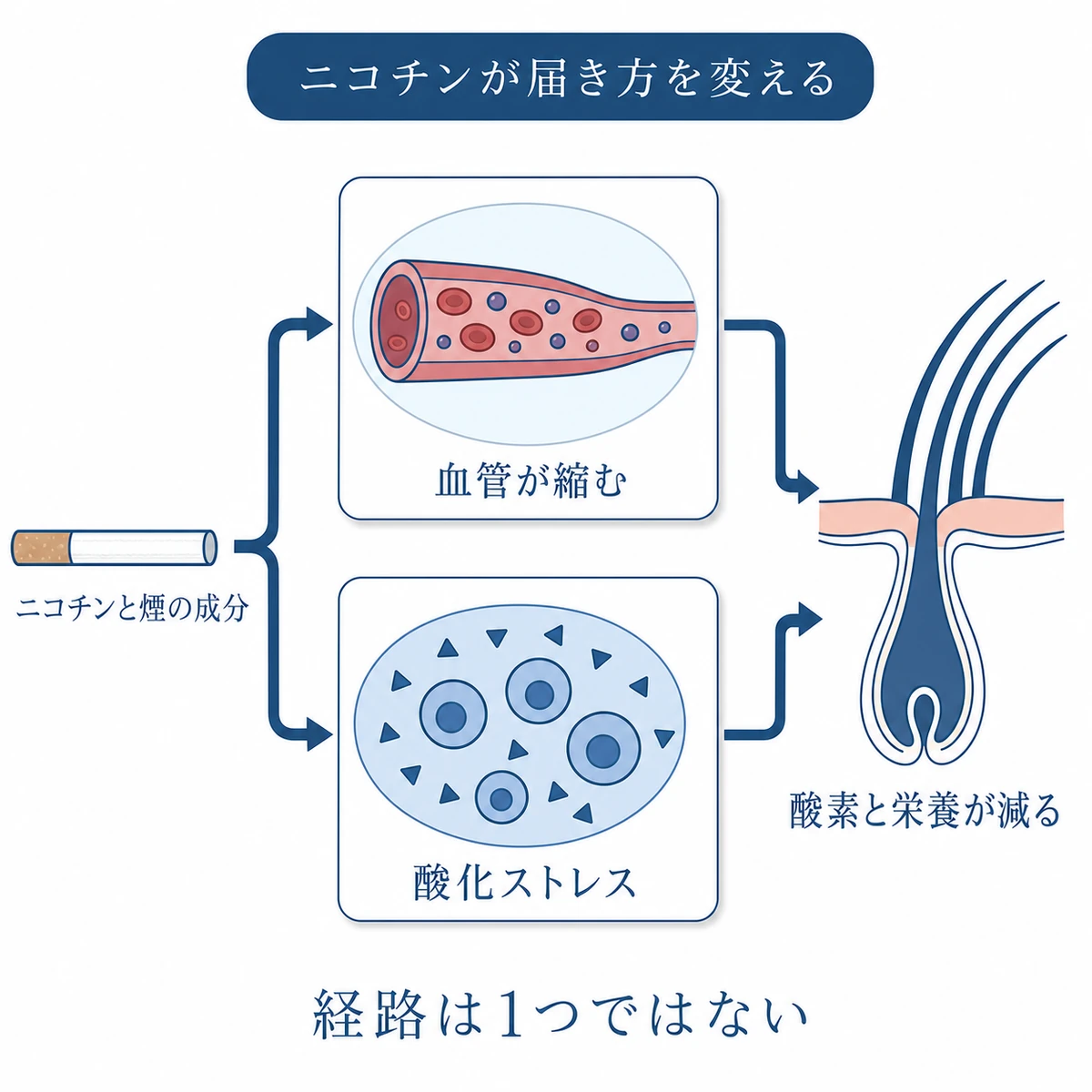 ニコチンによる血管収縮と酸化ストレスが毛包への酸素や栄養を減らす経路の図