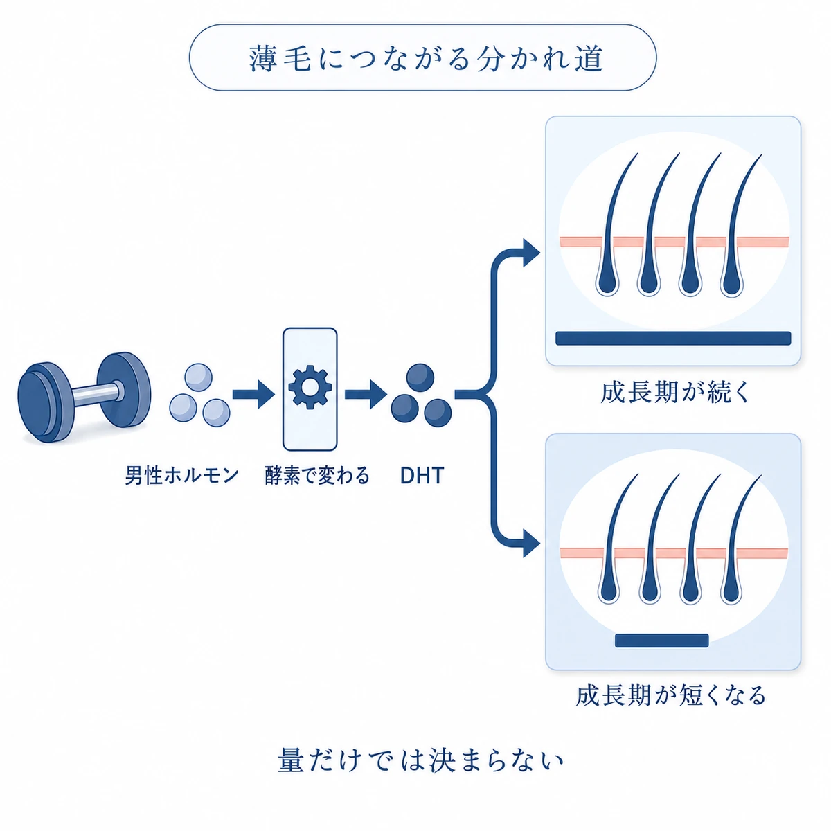 男性ホルモンがDHTへ変わり、毛包の受け取りやすさによって髪の成長期が分かれる仕組み