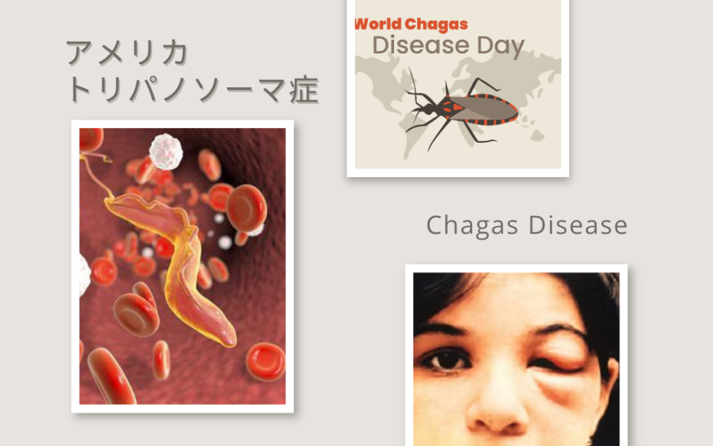 ペットからシャーガス病に感染する可能性はありますか?