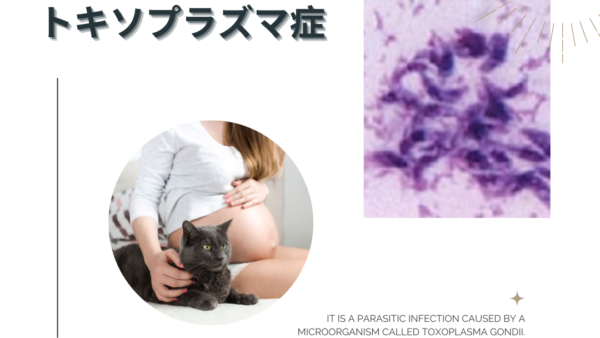 トキソプラズマ症（Toxoplasmosis） – 感染症