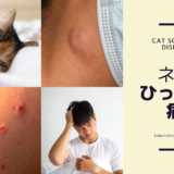 ネコひっかき病（Cat Scratch Disease） – 感染症