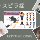 レプトスピラ症（Leptospirosis） – 感染症