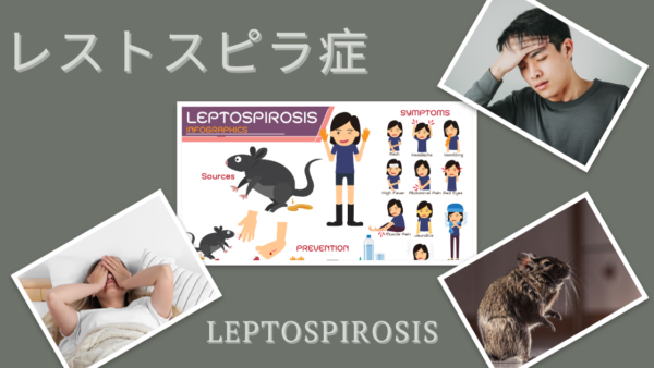 レプトスピラ症（Leptospirosis） – 感染症