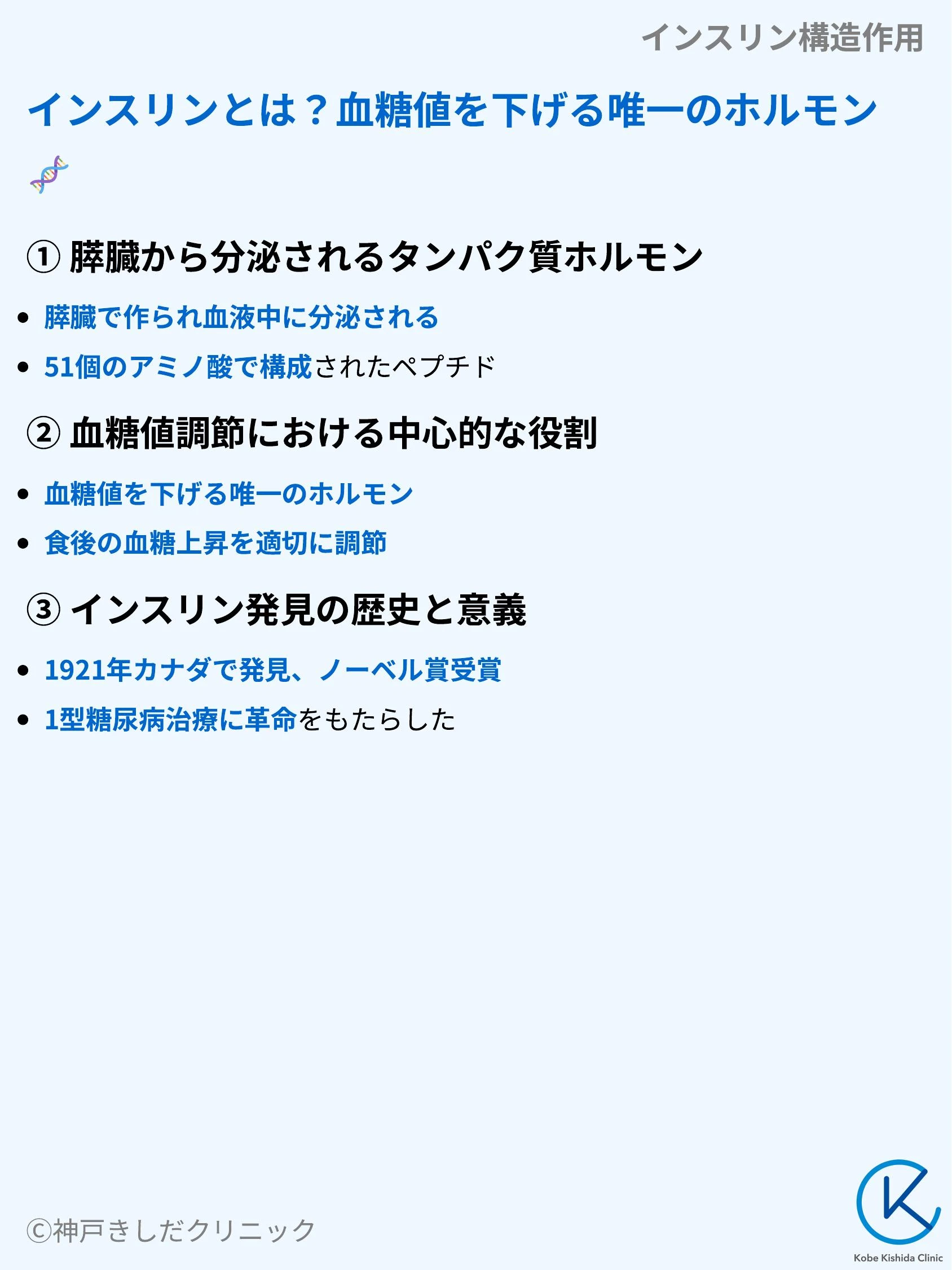 インスリン構造作用_03.webp