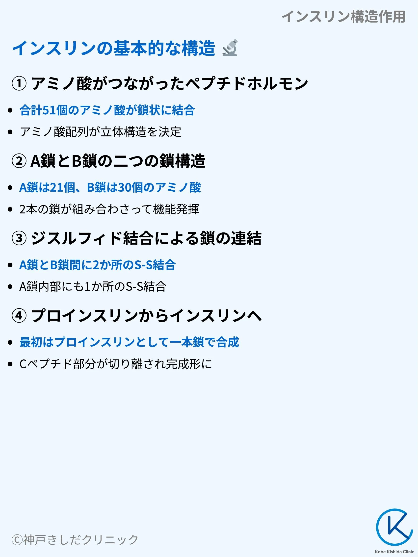 インスリン構造作用_04.webp