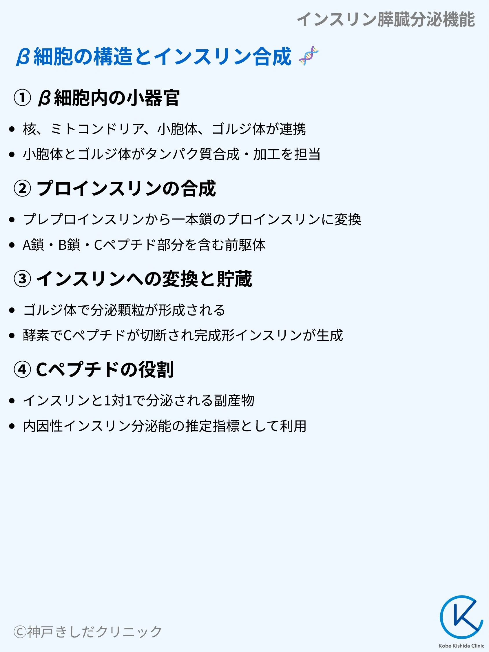インスリン膵臓分泌機能_05.webp