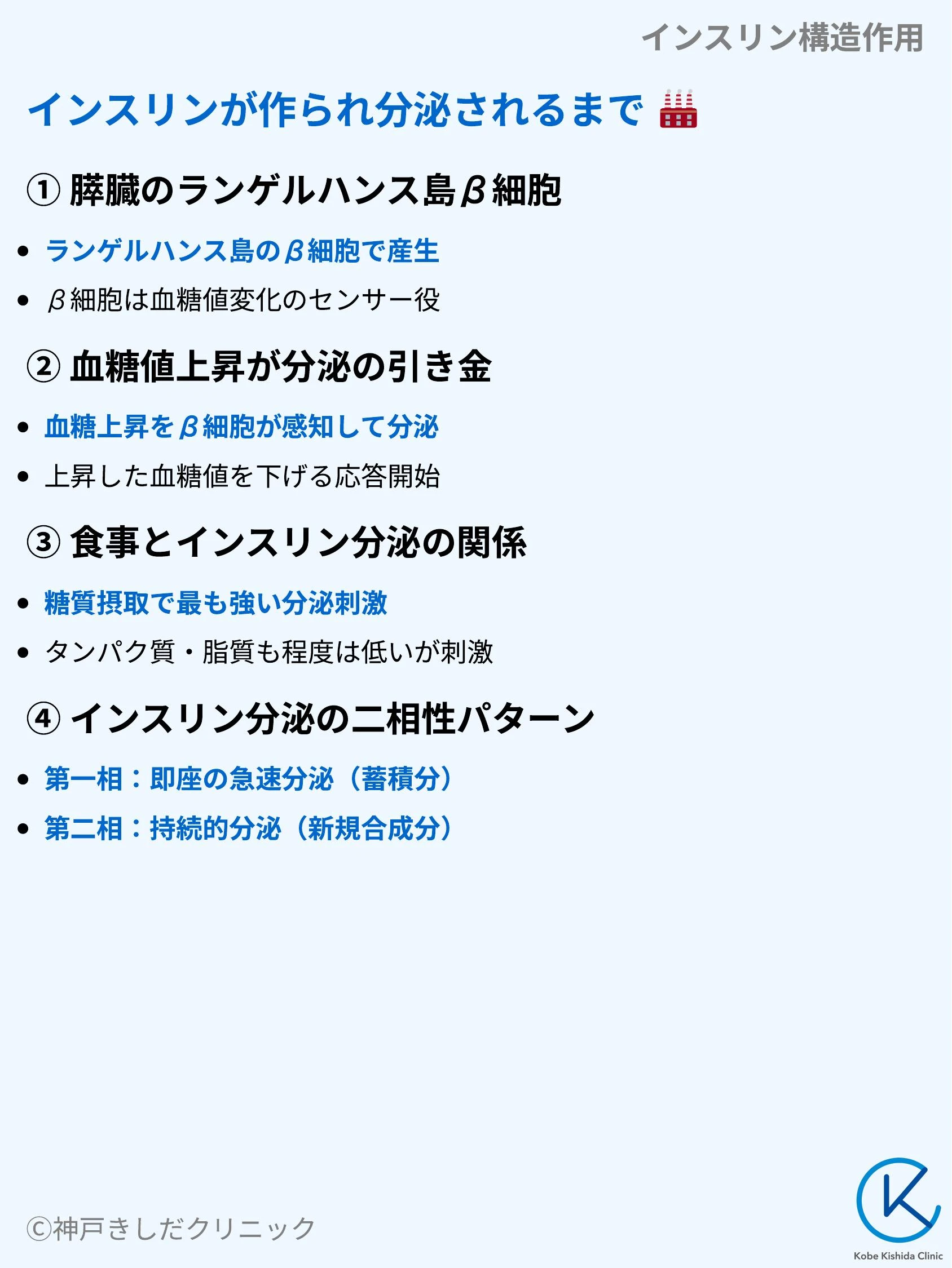 インスリン構造作用_05.webp