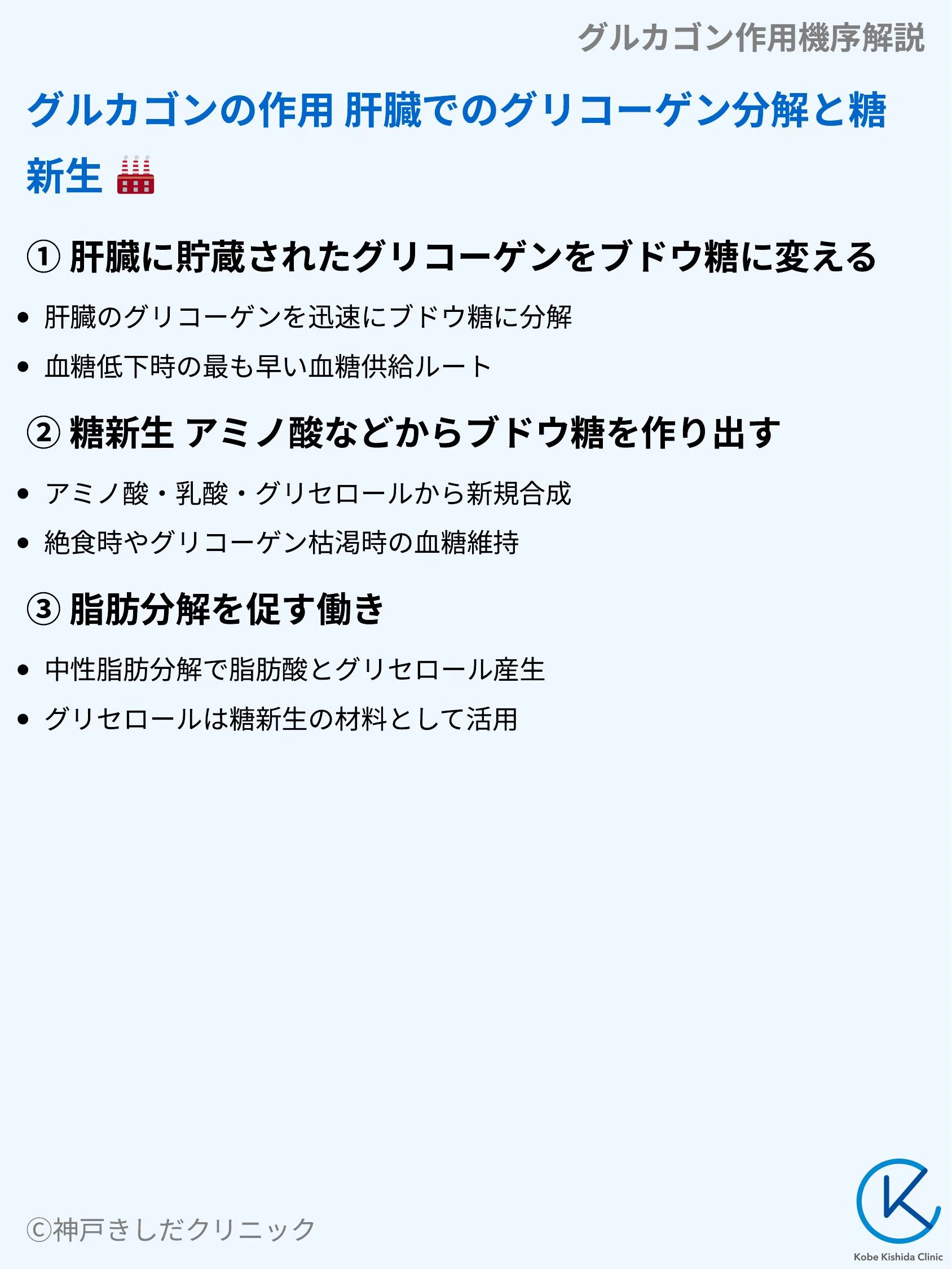 グルカゴン作用機序解説_05.webp