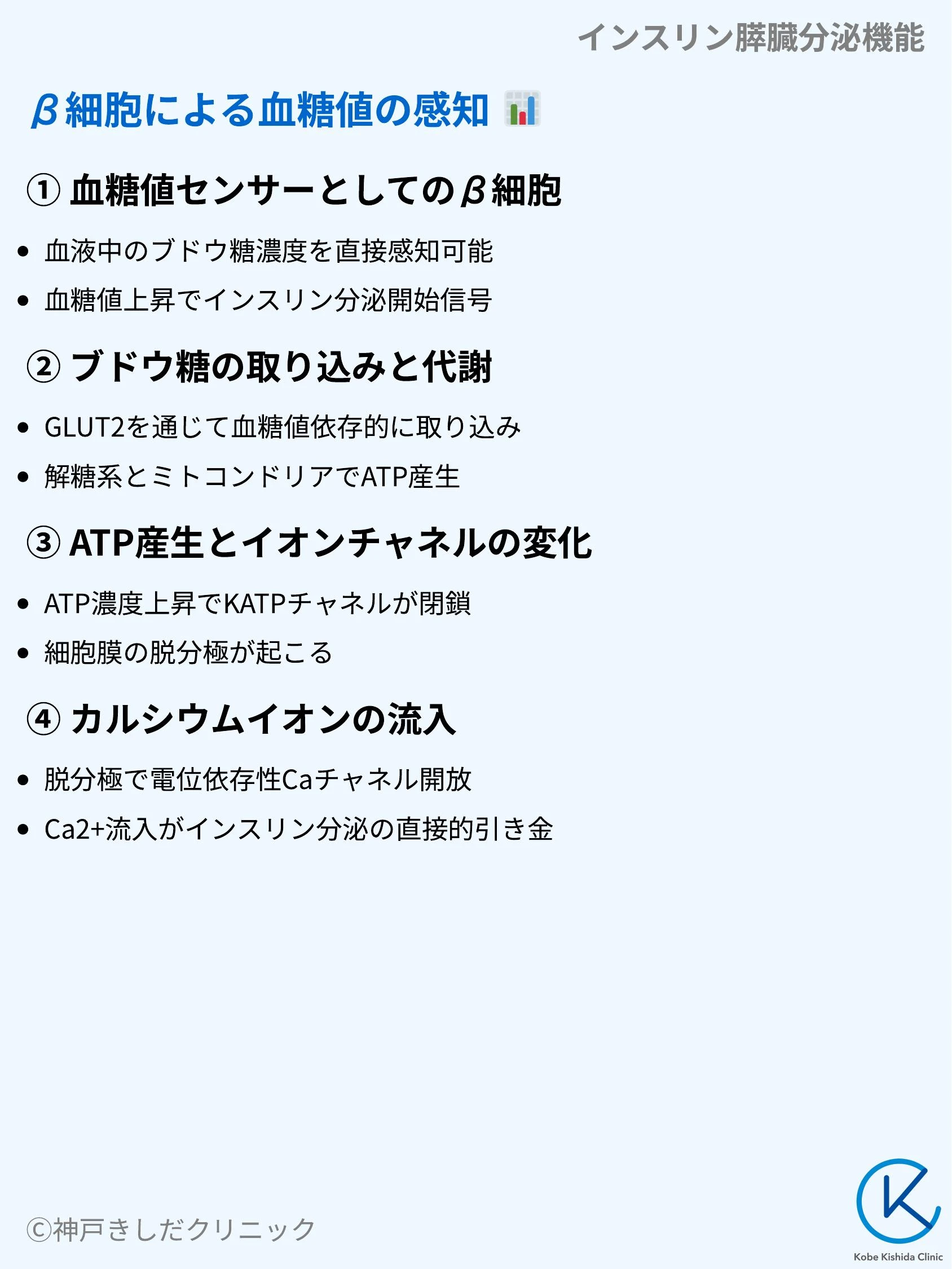 インスリン膵臓分泌機能_06.webp