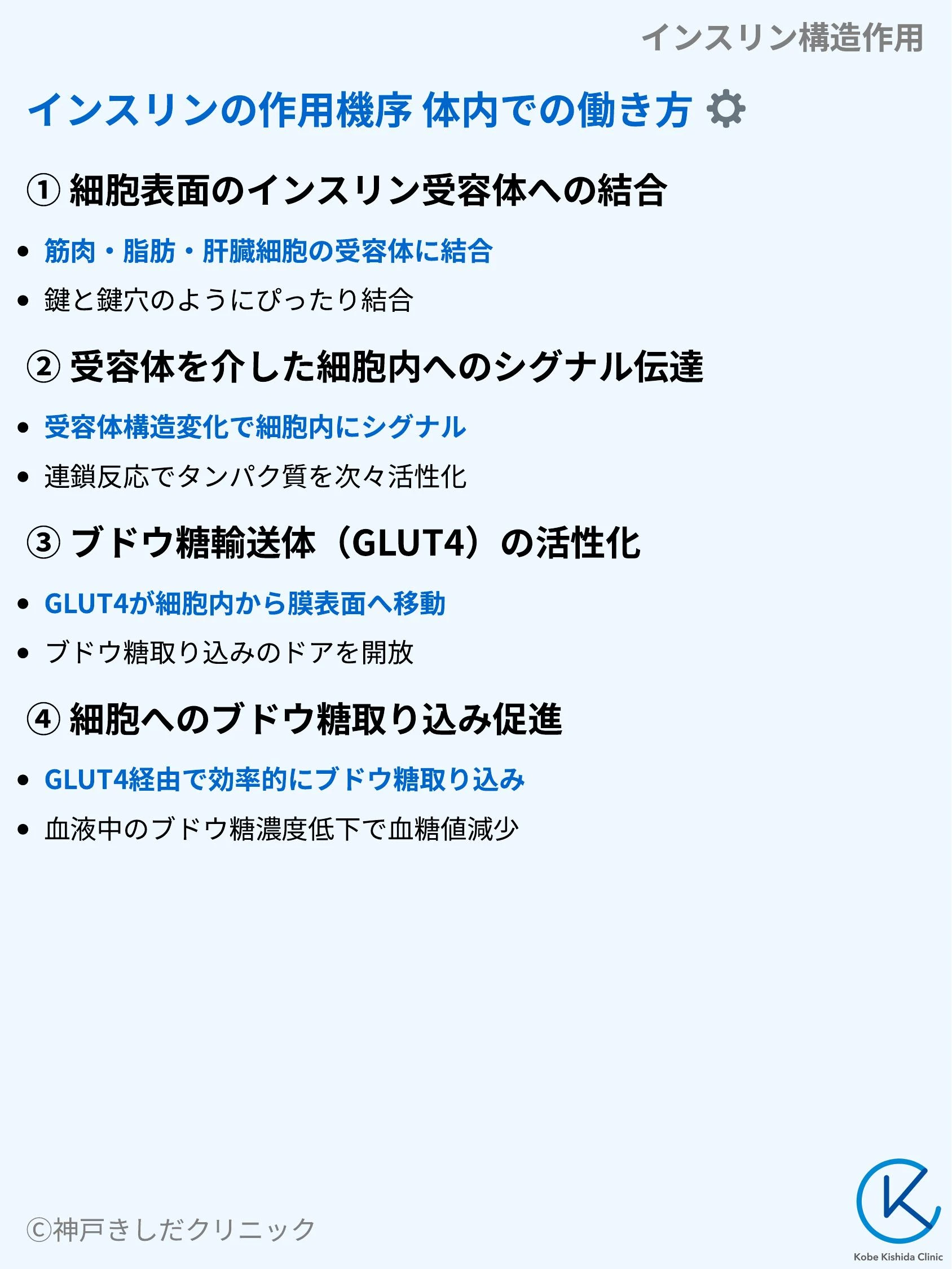 インスリン構造作用_06.webp