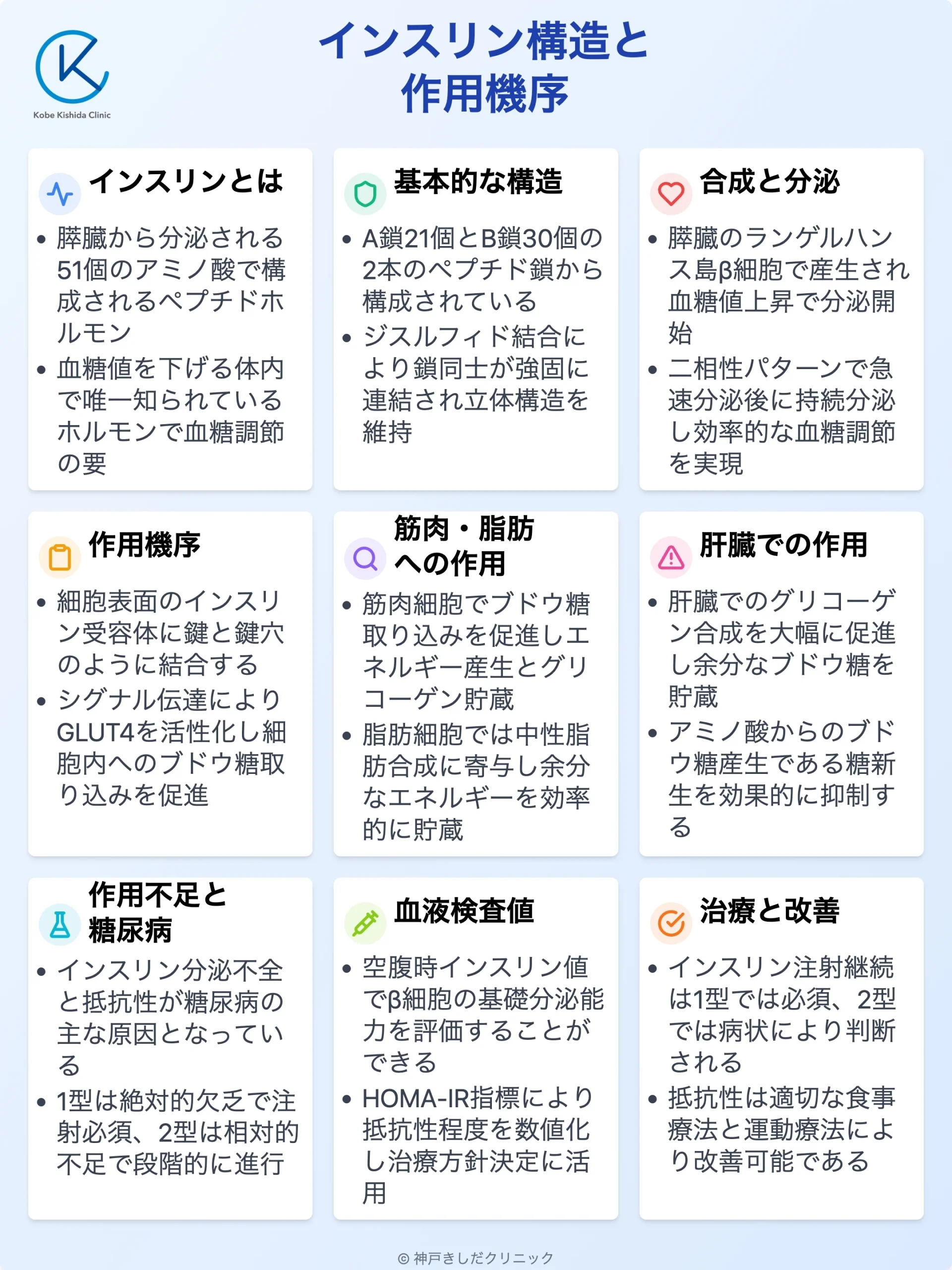 インスリン構造作用_12.webp