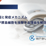 LADAの原因と発症メカニズム｜自己免疫が膵島細胞を攻撃する理由を解説