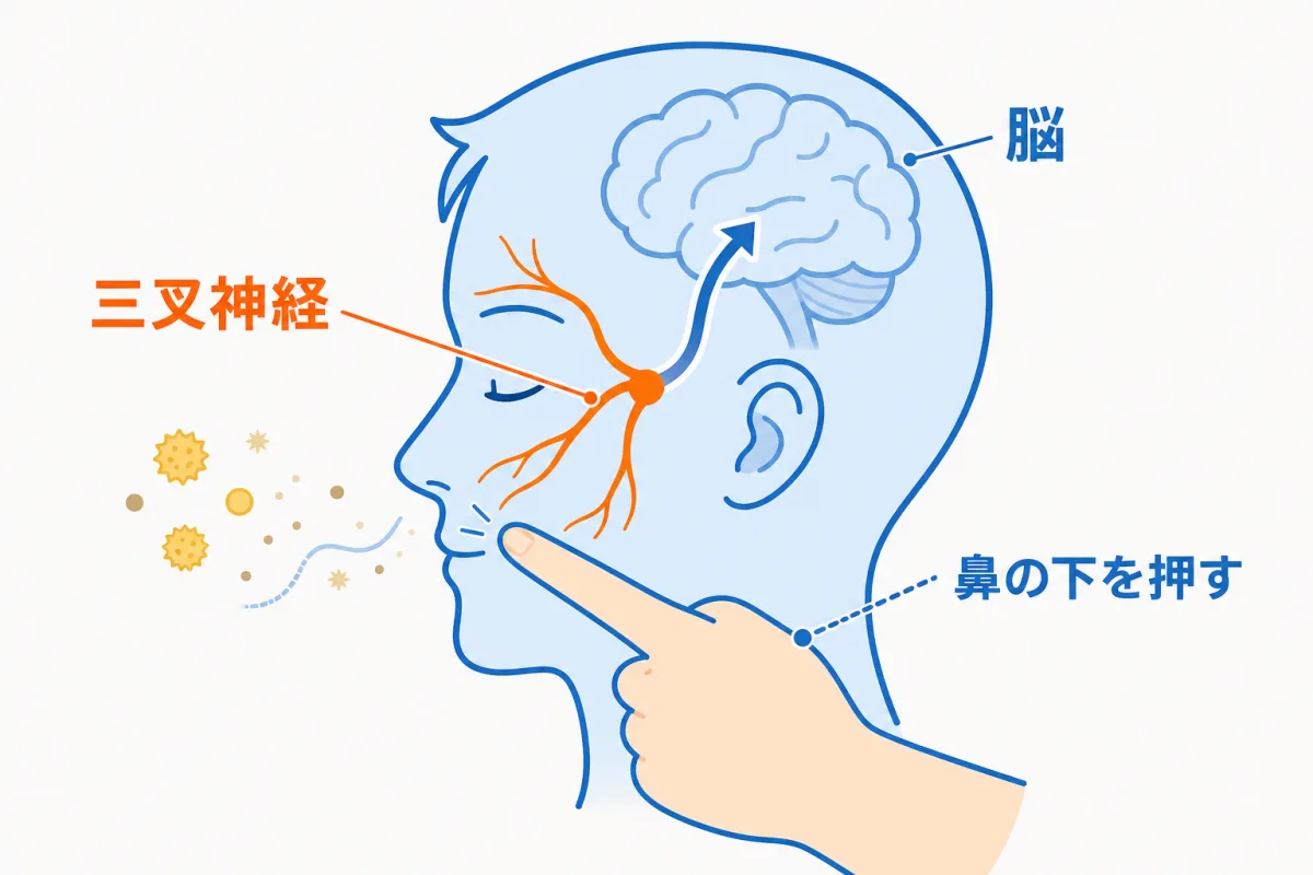 くしゃみのしくみと鼻の下を押す理由の図解。鼻への刺激が三叉神経を通って脳に伝わりくしゃみが起こる流れと、鼻の下を押すと感覚が紛れることがある様子。