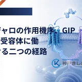 マンジャロがGIP受容体とGLP-1受容体という二つの経路に働きかける作用機序を表したイメージ画像